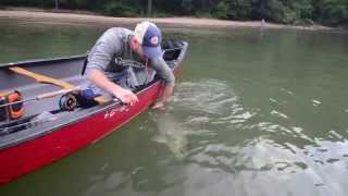 Chattahoochee Fly Rod Striper [upl. by Andre]