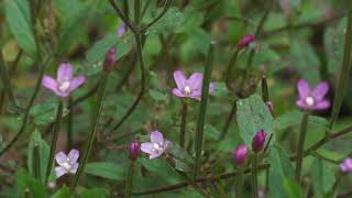 Wierzbownica drobnokwiatowa  Epilobium parviflorum [upl. by Dodwell353]