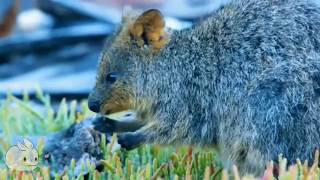 Meet the Quokka  Cutest Animal from Australia [upl. by Lombardi]