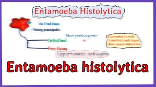 Entamoeba histolytica life cycle  morphology  Laboraotry diagnosis  full explained [upl. by Erreit]