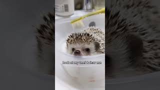 Hedgehog 🦔 1206 shorts hedgehog stickyHedgehog cutehedgehogs hedgehoglove [upl. by Gudren]