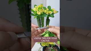 Cactus EXPERT Shares Grafting Secrets [upl. by Ronna953]