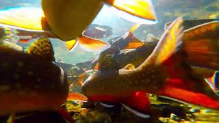 Underwater View of Spawning Brook Trout in a Tiny Creek [upl. by Goldwin372]