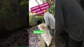 HARGA ANJLOK shortvideo [upl. by Lumpkin]