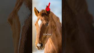 Cavalos Também Precisam Cortar o Cabelo 🐴✂️ [upl. by Ahgiela]