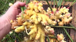 Unbelievable Ginger Harvest October 2020 [upl. by Kendricks]