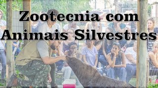 iZoo  O que é a Zootecnia na área de Animais Silvestres [upl. by Fricke16]