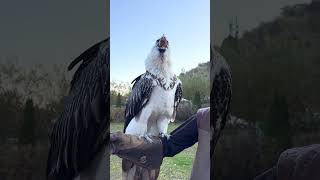 Vulture swallows big bone whole 😳🤯  🎥 Viralhog [upl. by Ciprian]