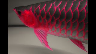 Young Champion Super Red Arowana Fish  Arowana ACI Cup [upl. by Llerdna]