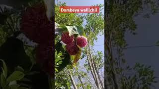 Dombeya wallichii plants FloweringPlants FloralShorts GardenShorts FlowerPower BloomingBeauty [upl. by Euhsoj]