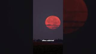 Blood Moon How And Why🌕 astronomy spacefactstofallasleep moon science spacefact atmosphere [upl. by Thirzi766]