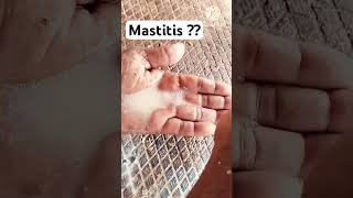 Mastitis  Diagnosis and Treatment  For Members only Videos  Dr Shanker Vet [upl. by Adah]