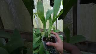 Gramma Scriptum 75rb orchid anggrek garden farming bunga agriculture tanamanhias gardening [upl. by Arriat]