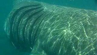 Basking shark up close [upl. by Akisey]