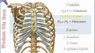 Sistema Esquelético SLIDE  Anatomia Prática [upl. by Anselma785]