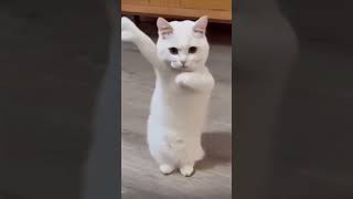 Cat dancing to Chinese song cat catdancing dancing china chinese 科目三 科目三舞蹈 [upl. by Semmes]