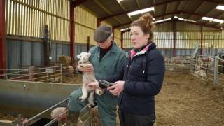 How to castrate a lamb  Lamlac [upl. by Rhu369]