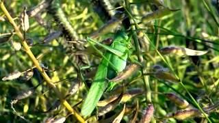 Stridulating Green BushCrickets Tettigonia viridissima  20130804 [upl. by Vinita]