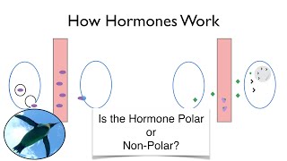 How Hormones Work An Easier Approach to Endocrinology [upl. by Schott]