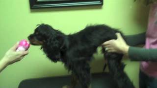 Animal Chiropractic and Episodic Falling Syndrome [upl. by Atiseret120]