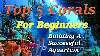 Top 5 Corals For Beginners [upl. by Hippel]