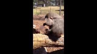 Hamadryas Baboon Enrichment [upl. by Sirah]