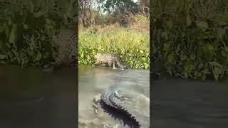 The crocodile is trying to hunt the jaguars cub crodile crocodille wildlife [upl. by Drusi554]