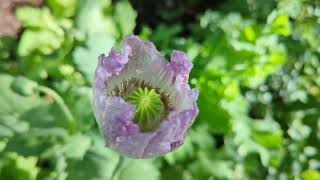 Papaver Somniferum Blooming [upl. by Wayne]