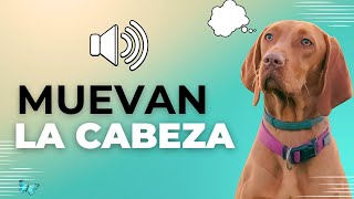 Sonidos para Perros Para Que Muevan la Cabeza  Ruidos y Effectos [upl. by Adnac]