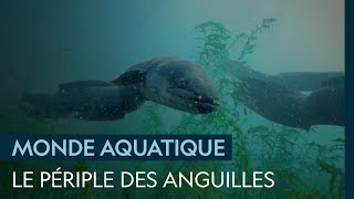 Le long voyage des anguilles de NouvelleZélande [upl. by Jeno]