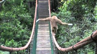 Gibbon on the Monkeyland bridge [upl. by Weston789]