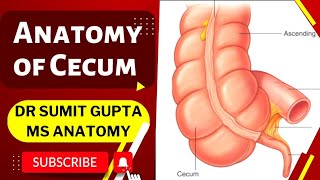 CECUM  ANATOMY [upl. by Zipnick]