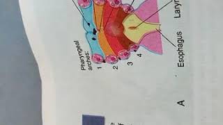 DEVELOPMENT OF TONGUE made simplech 9 klm embryology [upl. by Cassilda]