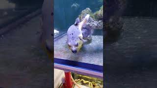 吃空氣飼料的黃腹黑點狗頭 Dogface Puffer pufferfish 海水缸 河豚 fishtank [upl. by Carpio154]