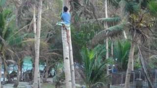 Coconut tree climbing hero BBoy climbs a coconut tree for us [upl. by Annerb]