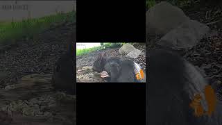 Squirrel Eats Like a King Shorts Wildlife Sukoto140 animals animaladventure animalhumor [upl. by Ivens]