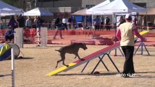 Weimaraner Agility Cassi [upl. by Malanie663]