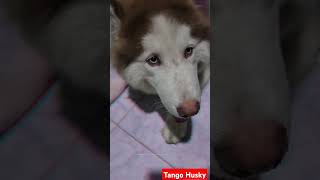 husky trending Shorts  dog shorts  daily vlogs  shorts cute dog [upl. by Tran219]