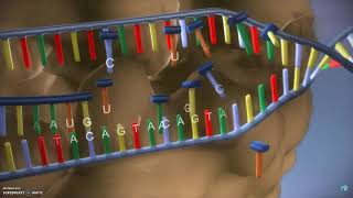 DNA translatie transcriptie en eiwitsynthese [upl. by Uzzia853]