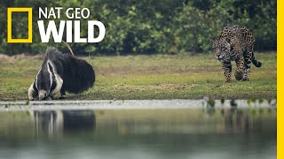 Jaguar and Giant Anteater Standoff Ends With a Twist  Nat Geo Wild [upl. by Annaihr]