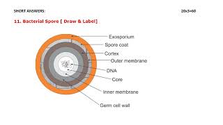 2nd year DMLT Microbiology solved question paper  2019 Annual Exam [upl. by Thomson]