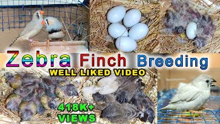 Zebra Finch Breeding  Eggs laying to eggs hatching full breed [upl. by Otter]