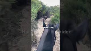 horse gallop equestrian nosaddle saddleup riding [upl. by Yttap]