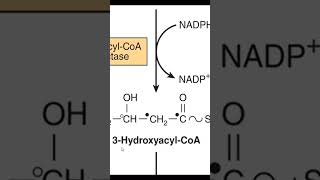 Fatty acid chain elongation [upl. by Aenaj690]