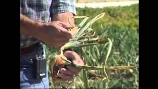 Diagnosing Bacterial Diseases in Onions [upl. by Mavis]