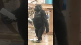 Beautiful bipedal female gorilla🩷gorilla ai [upl. by Arual]