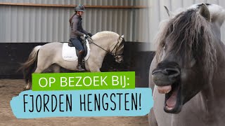 Op bezoek bij FJORDEN HENGSTEN van STAL HAAS  101  HorseFitShop [upl. by Uba]