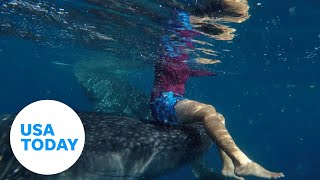 Watch Snorkeler catches a ride from a massive whale shark  USA TODAY [upl. by Goldsmith]