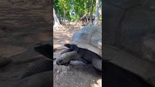 The Giant Aldabra tortoises of Prison Island Zanzibar 🐢🐢 africansafari youtubeshorts moreviews [upl. by Ecirtaed]