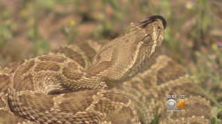 Rattlesnake Study Snakes Like To Colonize Near Trails [upl. by Nerha]